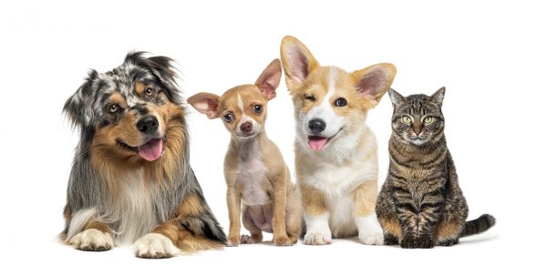 Wichita Pets
